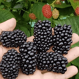 Ежевика Victoria