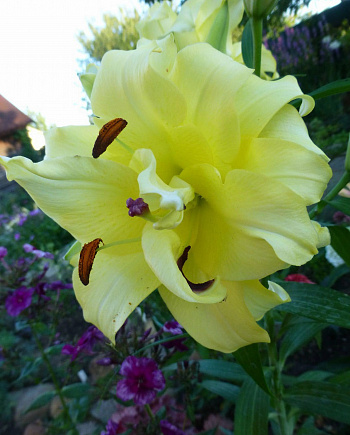 Лилия восточная махровая Экзотик Сан