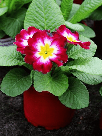 Примула Hethor pink flame