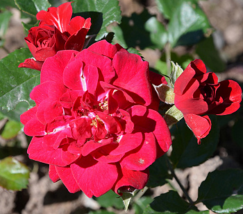 Роза парковая Хеллоу