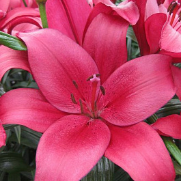 Лилия ЛА-гибрид Пепл Даймонд