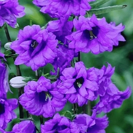 Колокольчик крапиволистный Bernice