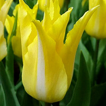 Тюльпан Флорин Шик