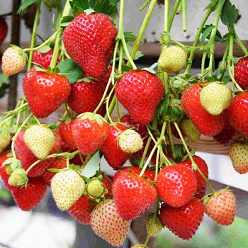 Земляника садовая Моллинг Алюр