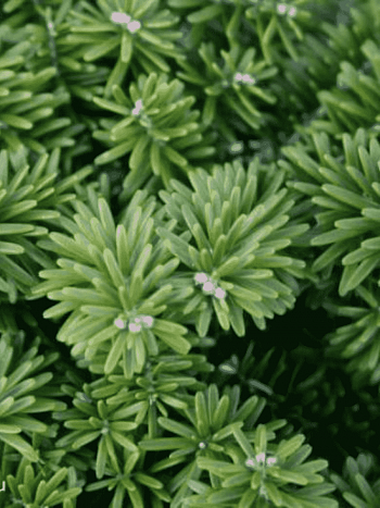 Пихта корейская Cis штамб 40-50см