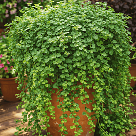 Чабер дугласа 'Indian Mint'