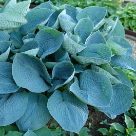 Хоста гибридная Лав Пэт