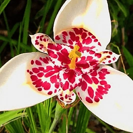 Тигридия White