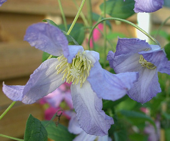 Клематис ботанический Ханна