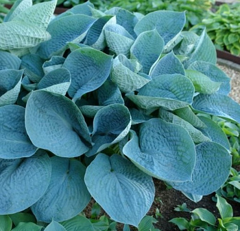 Хоста гибридная Лав Пэт