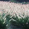 Пеннисетум лисохвостый Foxtrot