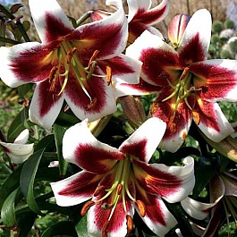 Лилия ОТ-гибрид Роберт Грисбах