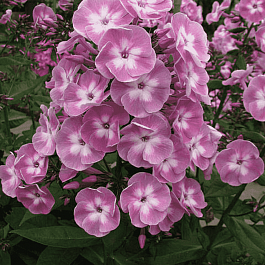 Флокс метельчатый Секрет