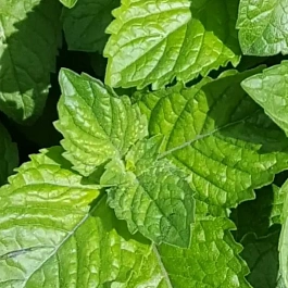 Мята Красный грейпфрут