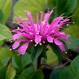 Монарда гибридная Leading Lady Amethyst