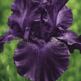 Ирис германский Superstition