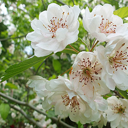 Яблоня Charlotte