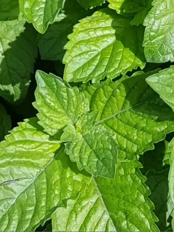 Мята Красный грейпфрут