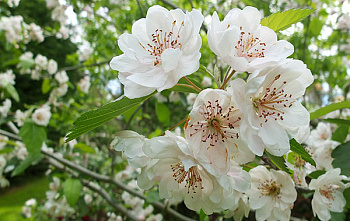 Яблоня Charlotte