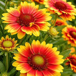 Гайлардия гибридная Kobold