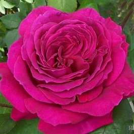 Роза чайно-гибридная Джорианда