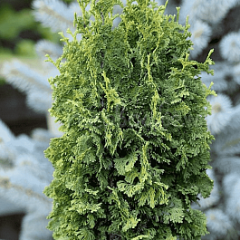 Туя западная Zmatlik