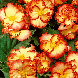 Бегония Crispa Yellow/Red