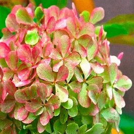 Гортензия метельчатая Жемчужина Фестиваля