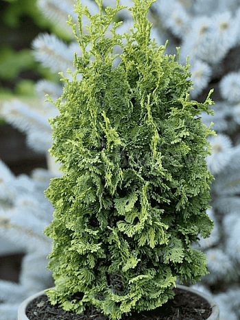 Туя западная Zmatlik