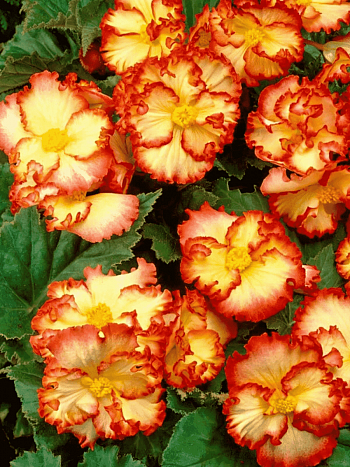 Бегония Crispa Yellow/Red