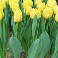 Тюльпан Махровый Vedi Napoli