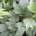 Плющ обыкновенный White Ripple