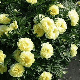 Пион Древовидный Yellow
