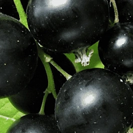 Смородина черная Купалинка