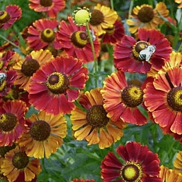 Гелениум осенний Dunkle Pracht