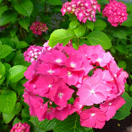 Гортензия крупнолистовая Шаперон Руж