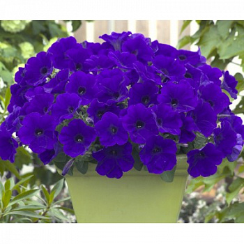 Петуния гибридная Трилоджи Блю