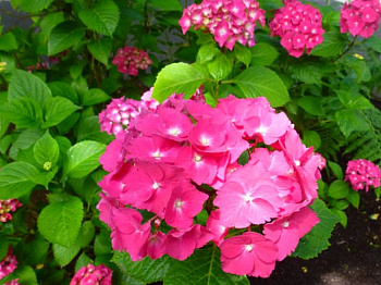 Гортензия крупнолистовая Шаперон Руж