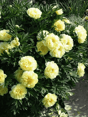 Пион Древовидный Yellow