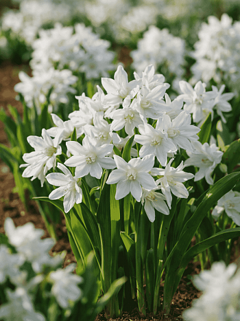 Пушкиния Libanotica Alba