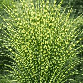 Мискантус китайский 'Gold Bar'