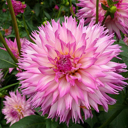 Георгина Декоративная Кордесса