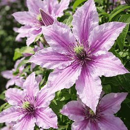 Клематис Paradiso