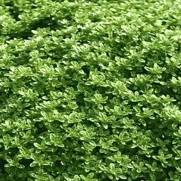 Тимьян лимоннопахнущий Viva Nova