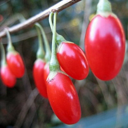 Годжи Свит Лайфберри