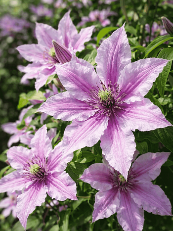 Клематис Paradiso