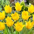 Тюльпан Crispy Mary