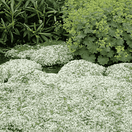 Тимьян ранний Albiflorus