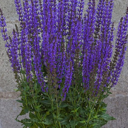 Сальвия дубравная Блаукенигин