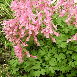 Хохлатка Beth Evans